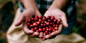 How to Brew the Guatemala Gesha So It Actually Tastes Like Jasmine