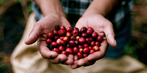 How to Brew the Guatemala Gesha So It Actually Tastes Like Jasmine